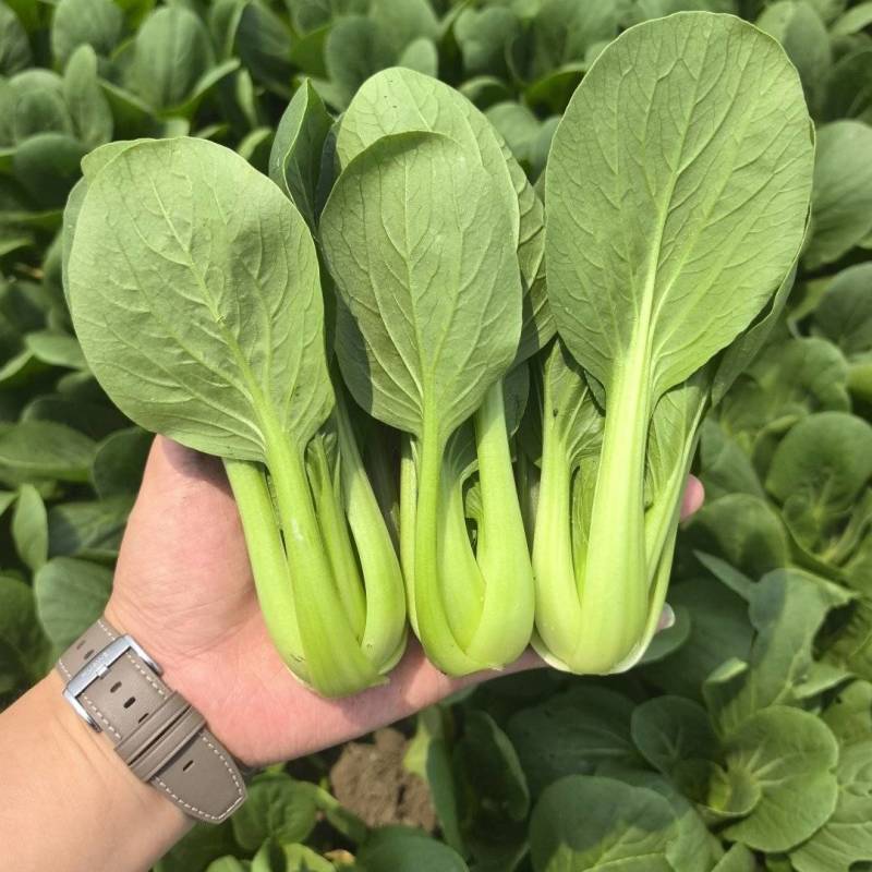 精品油菜，上海青，产地直发，大量上市中，价格优惠