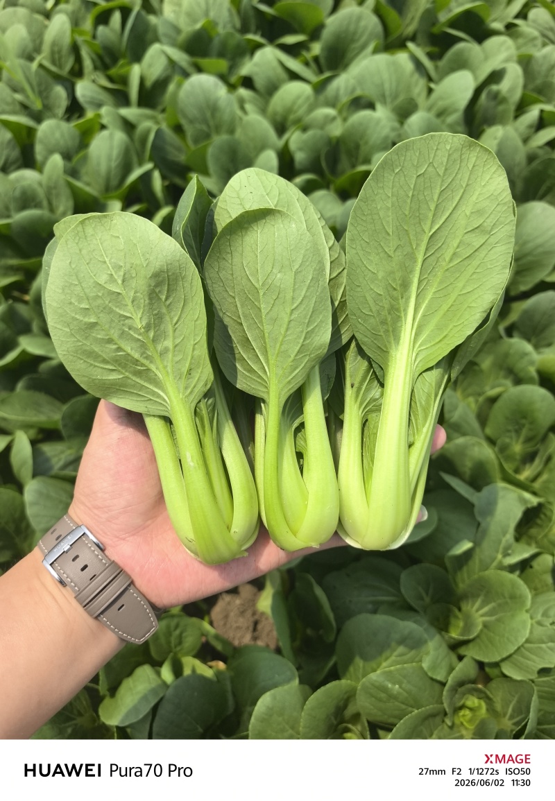 精品油菜，上海青，产地直发，大量上市中，价格优惠