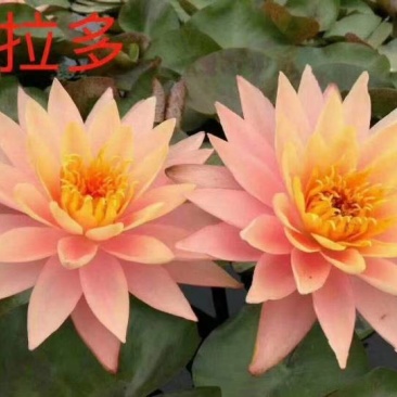 睡莲
