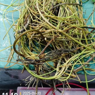 行菜