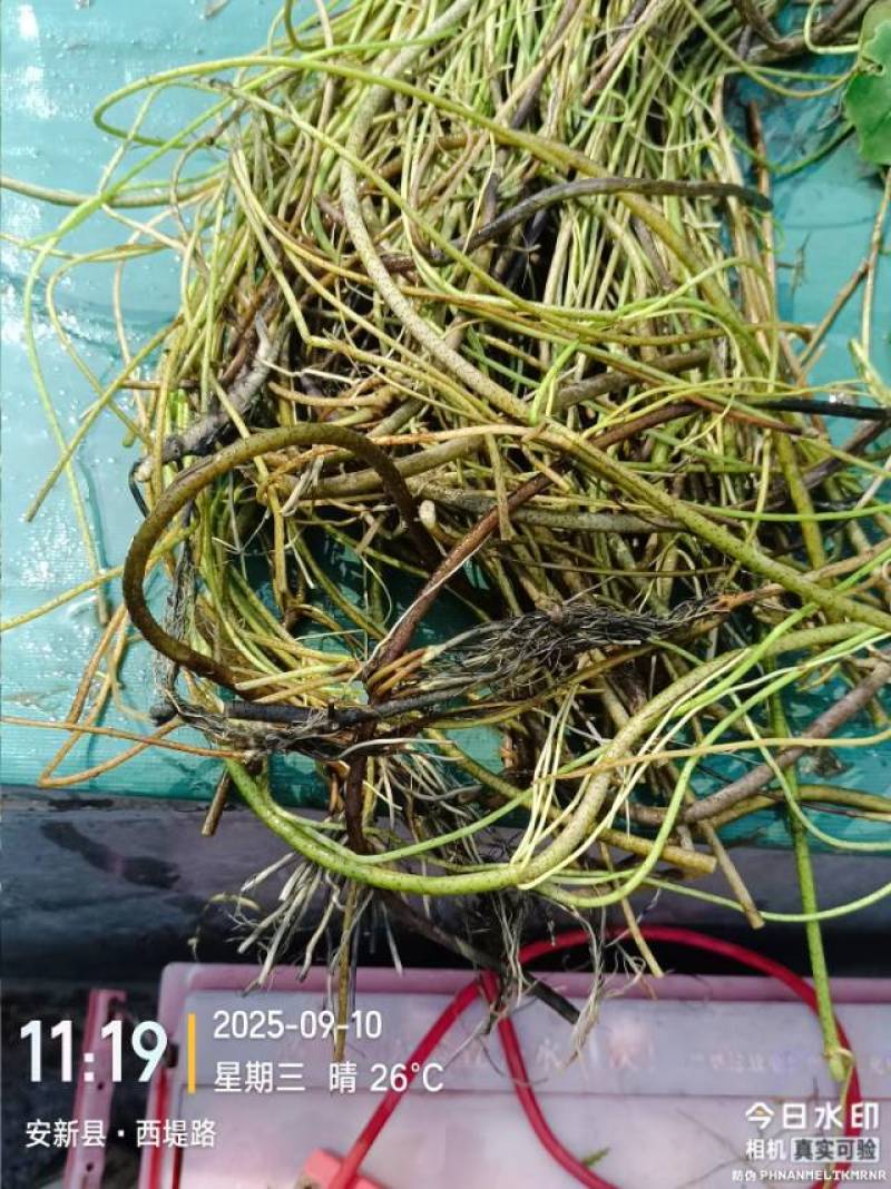 行菜
