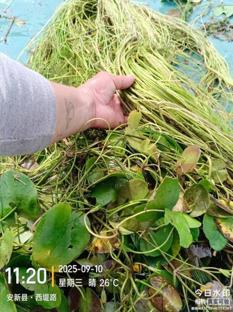 行菜
