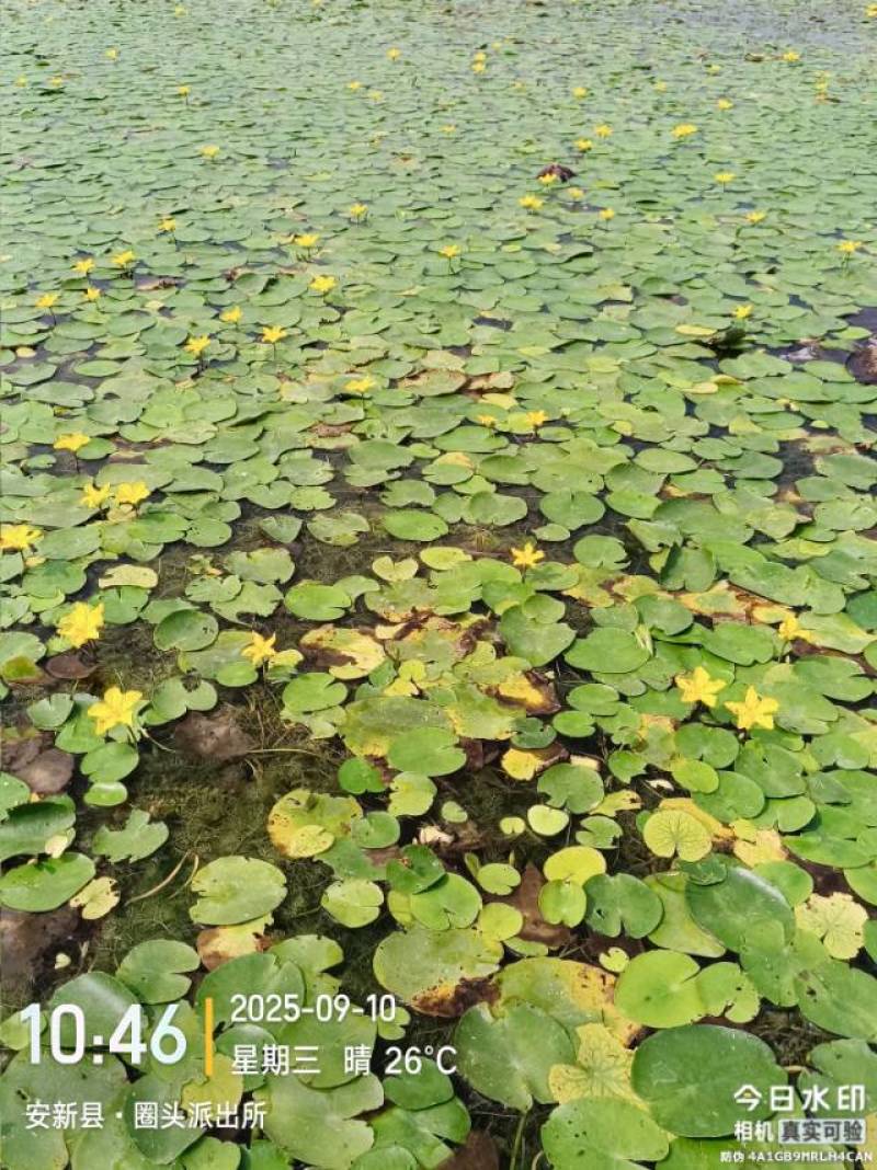 行菜