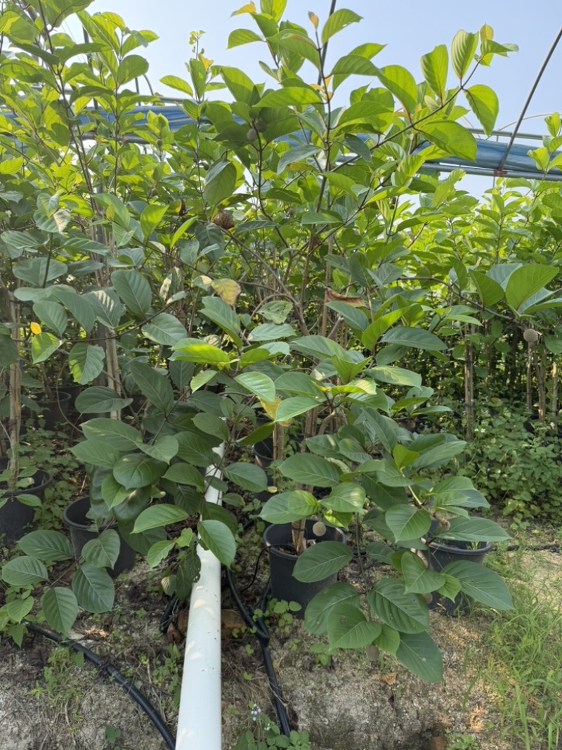 非洲桃苗