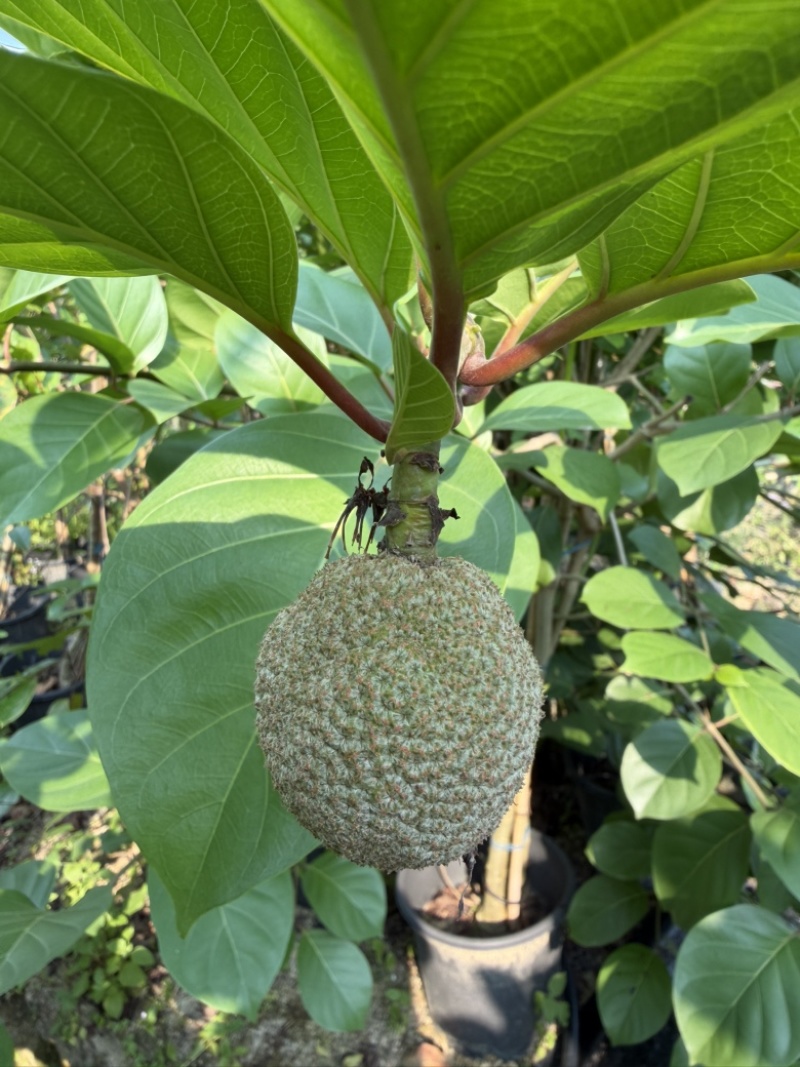 非洲桃苗