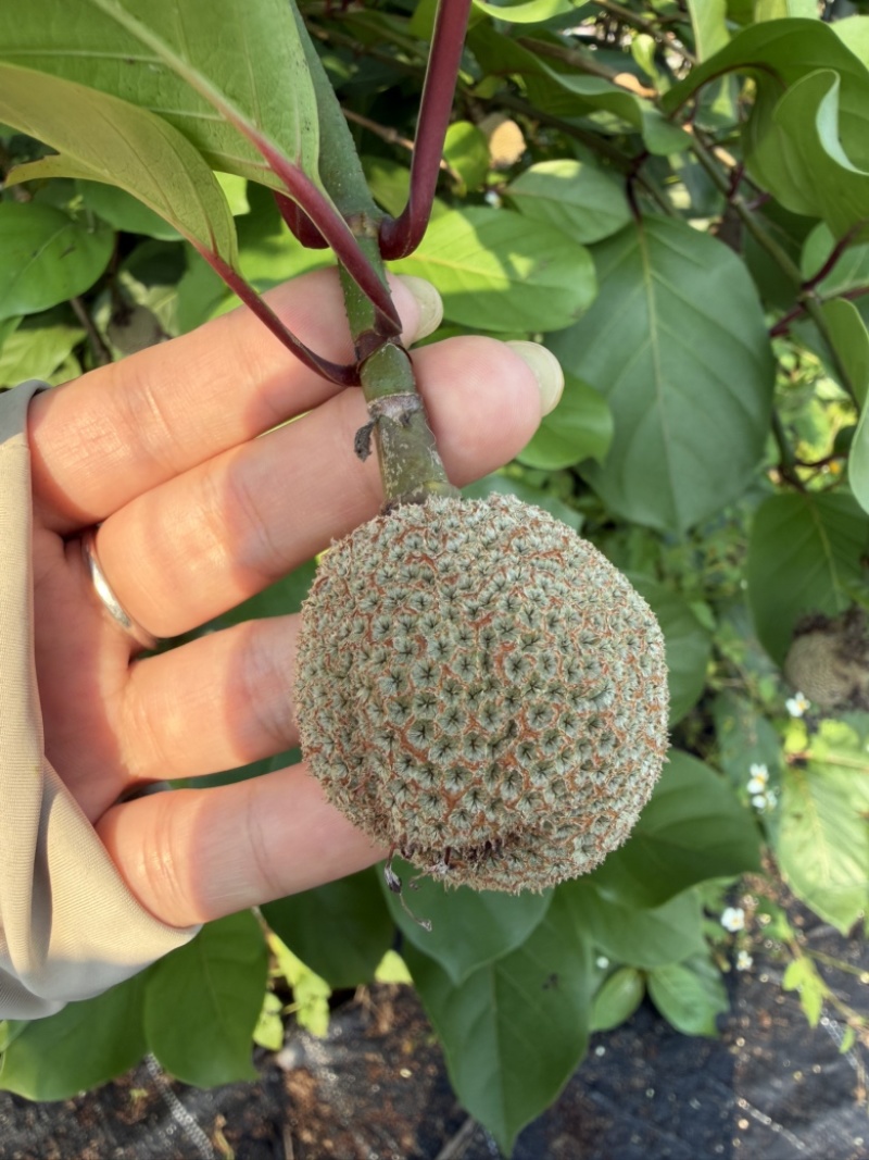 非洲桃苗