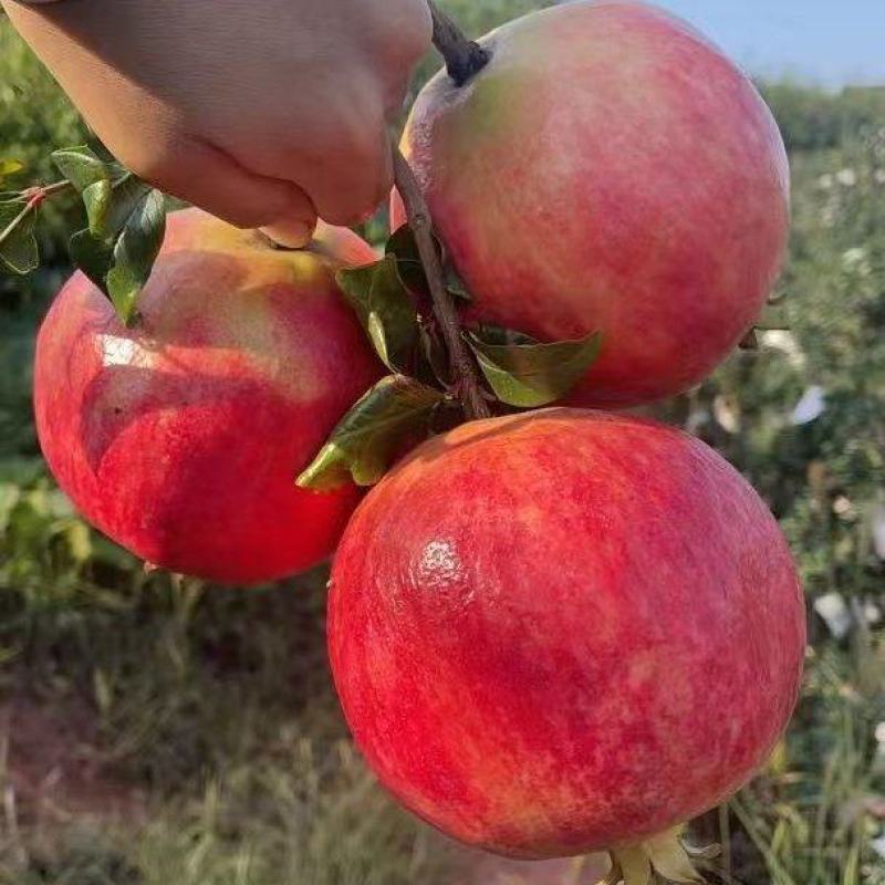突尼斯软籽石榴成熟开采