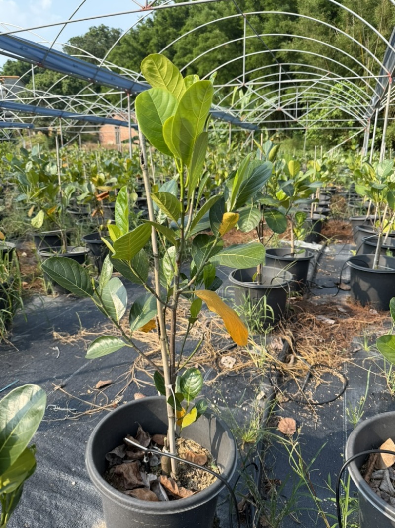 印尼红菠萝蜜