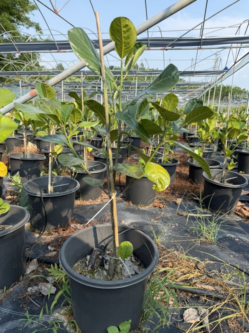 哈密瓜菠萝蜜苗