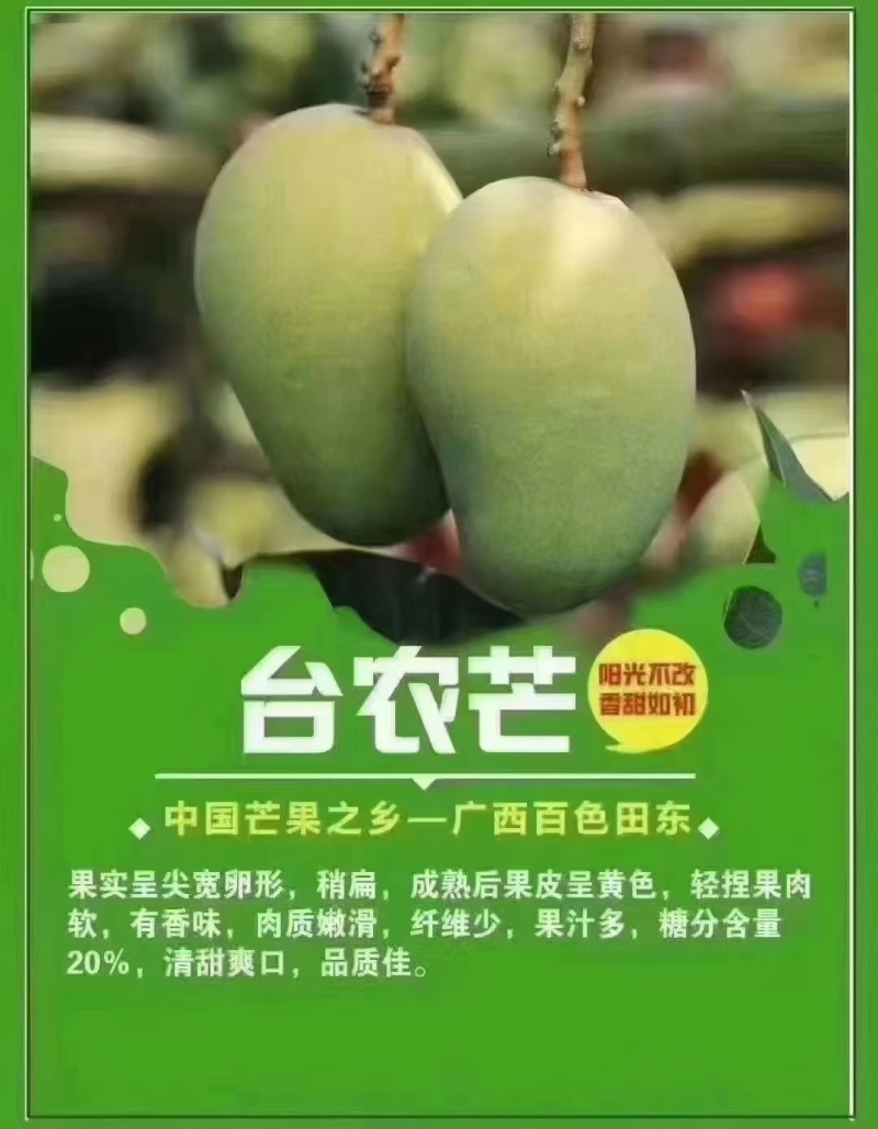 广西百色市田阳区台农芒果上市中，欢迎联系我