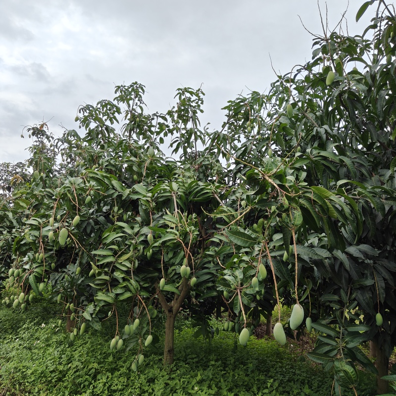 广西百色市田阳区台农芒果上市中，欢迎联系我