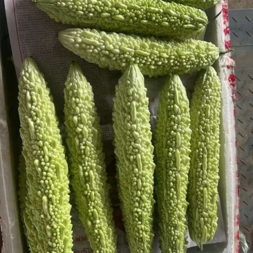 白苦瓜，新苗白米苦瓜，品质嘎嘎可以，每天产地直发