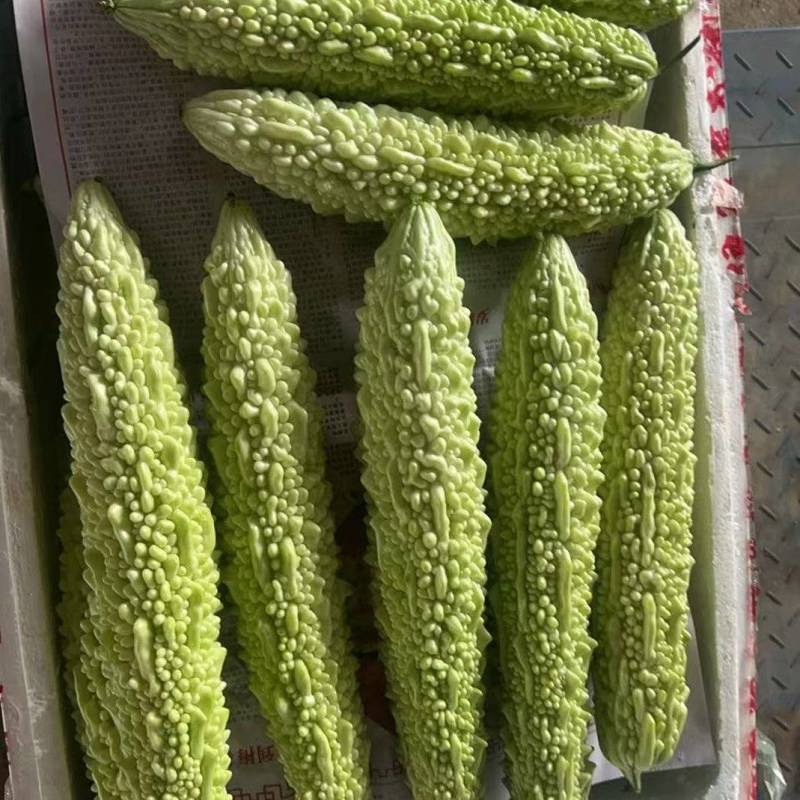 白苦瓜，新苗白米苦瓜，品质嘎嘎可以，每天产地直发