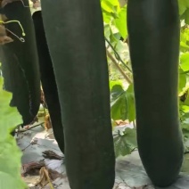 自己家大棚种植的黑皮吊冬瓜6月底上市需要联系