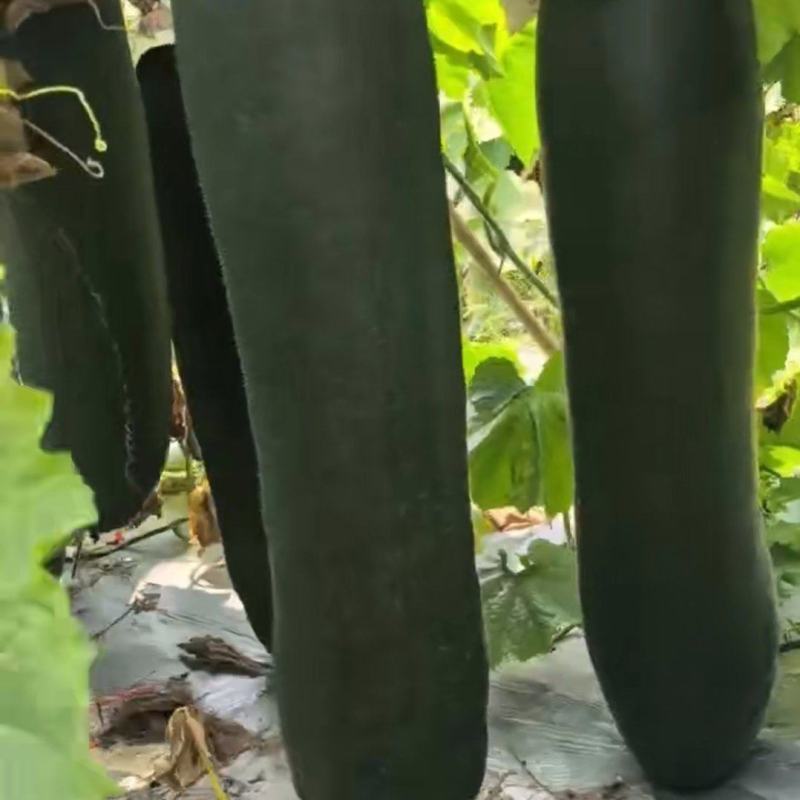 自己家大棚种植的黑皮吊冬瓜6月底上市需要联系