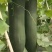 自己家大棚种植的黑皮吊冬瓜6月底上市需要联系