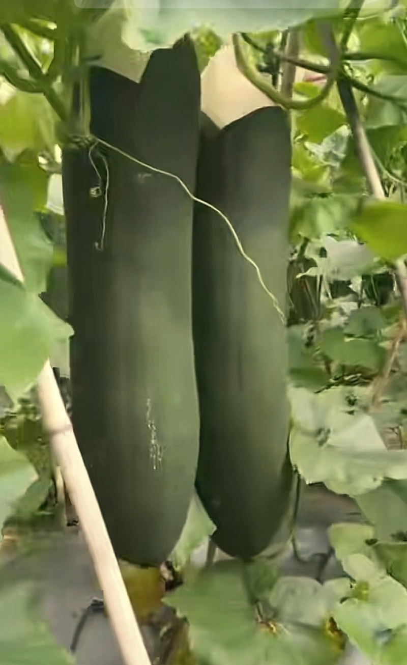 自己家大棚种植的黑皮吊冬瓜6月底上市需要联系