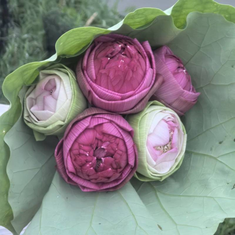 新鲜荷花带杆花苞鲜切花观赏莲蓬家用花卉供佛莲花鲜花摆