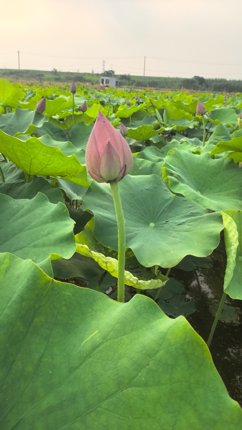 新鲜荷花带杆花苞鲜切花观赏莲蓬家用花卉供佛莲花鲜花摆