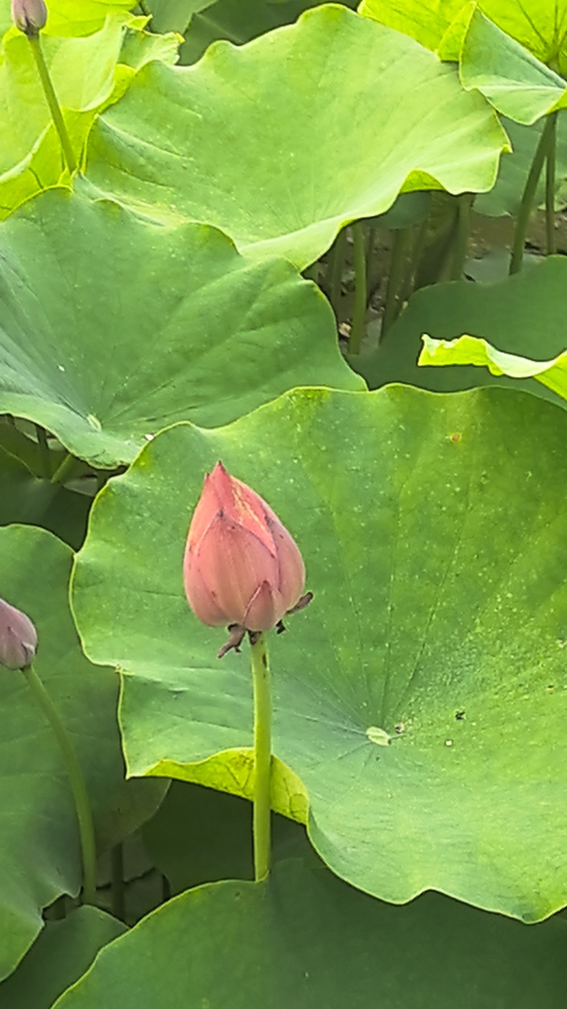 新鲜荷花带杆花苞鲜切花观赏莲蓬家用花卉供佛莲花鲜花摆