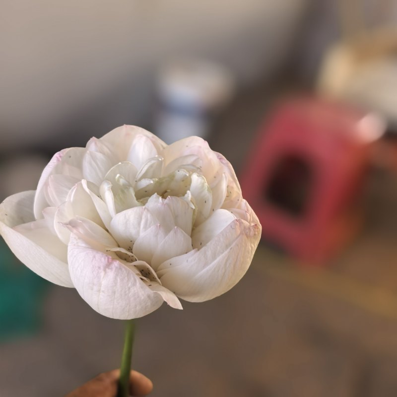 新鲜荷花带杆花苞鲜切花观赏莲蓬家用花卉供佛莲花鲜花摆
