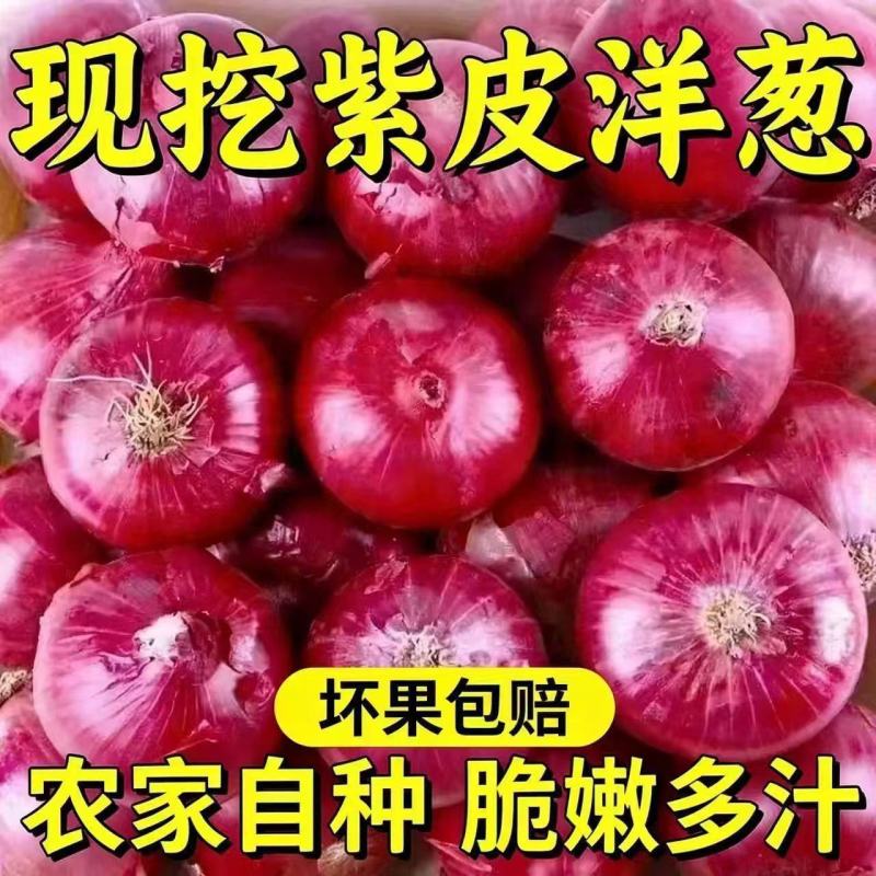 精品紫皮洋葱，高质量，低价格品质有保障，需要的联系