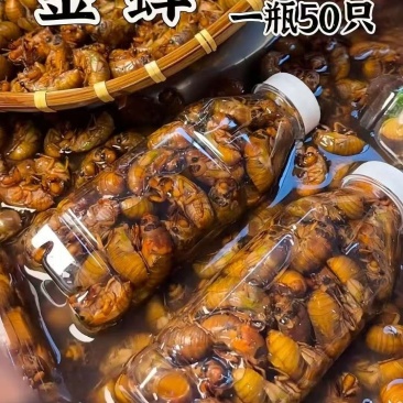 优质大金蝉