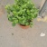 茉莉花！货源充足！基地直发