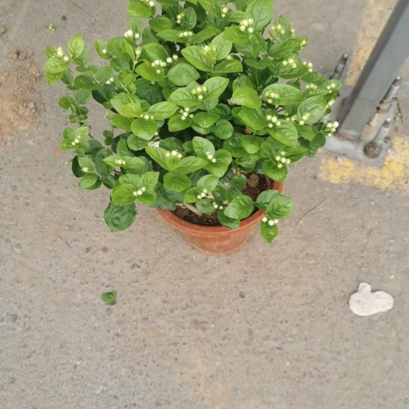 茉莉花！货源充足！基地直发