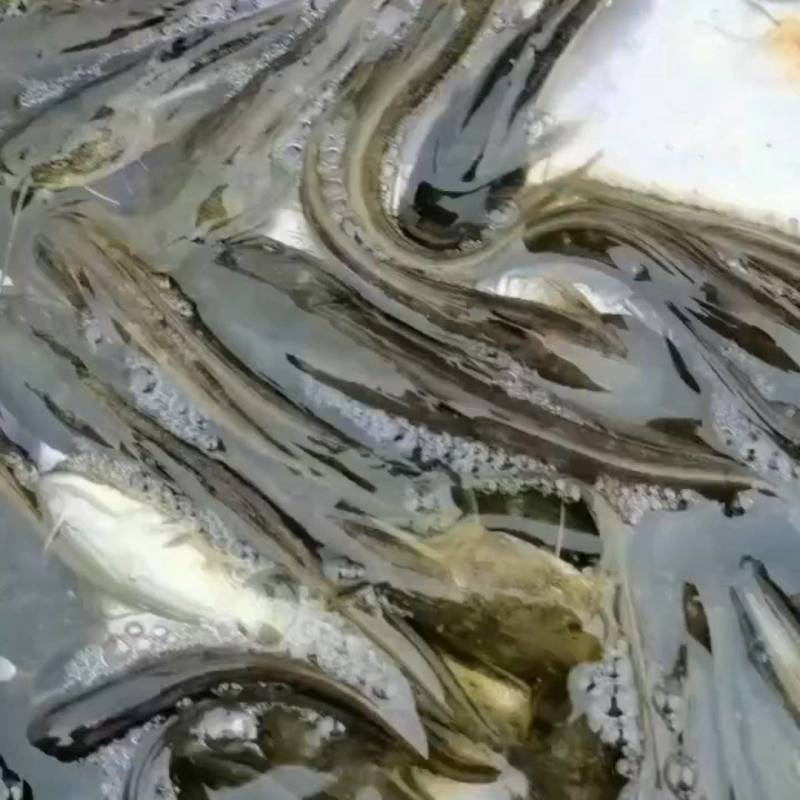 南方大口鲢鱼苗重庆合川区现货直发可视频看货质量好
