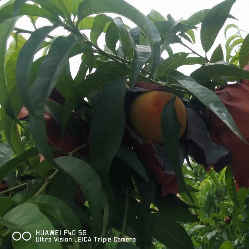 黄毛桃