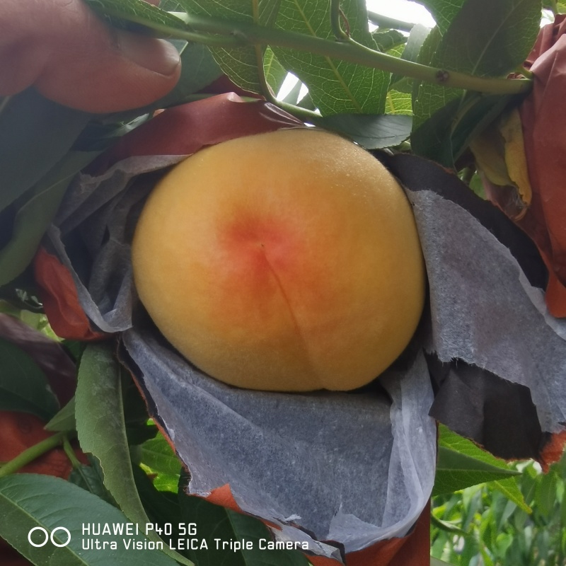 黄毛桃