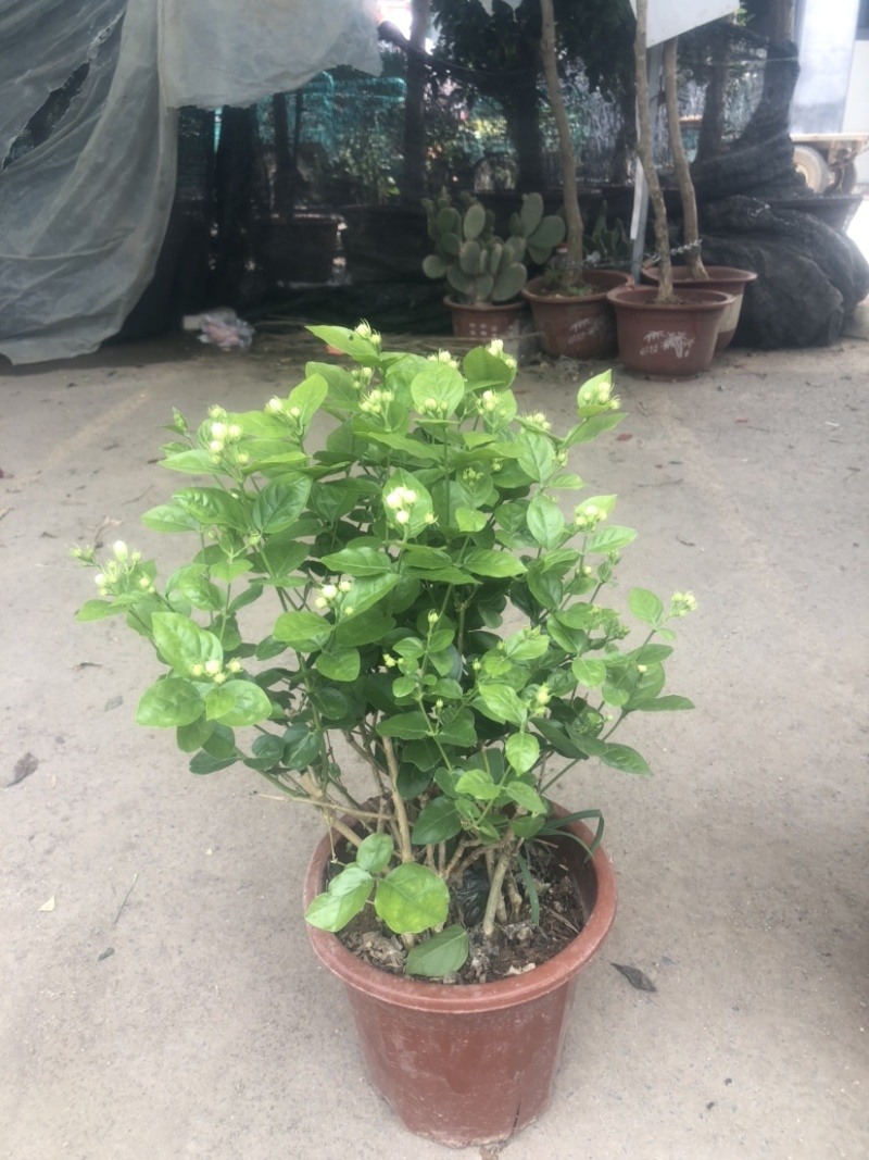 茉莉花！货源充足！基地直发