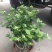 茉莉花！货源充足！基地直发