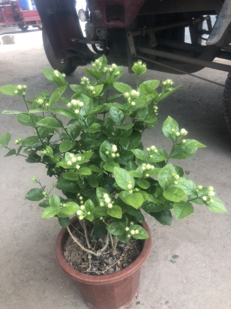 茉莉花！货源充足！基地直发