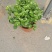 茉莉花！货源充足！基地直发