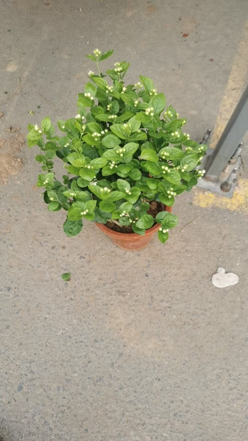 茉莉花！货源充足！基地直发