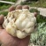 云南腾冲火山灰莲花白合