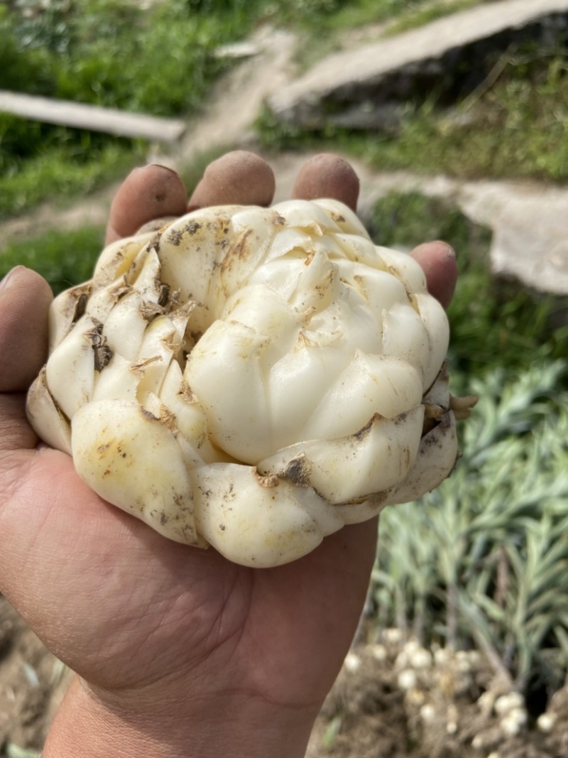 云南腾冲火山灰莲花白合