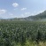 云南腾冲火山灰莲花白合