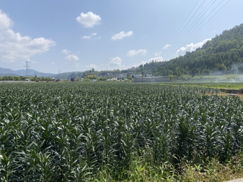 云南腾冲火山灰莲花白合