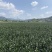 云南腾冲火山灰莲花白合