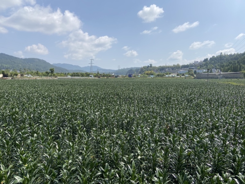云南腾冲火山灰莲花白合
