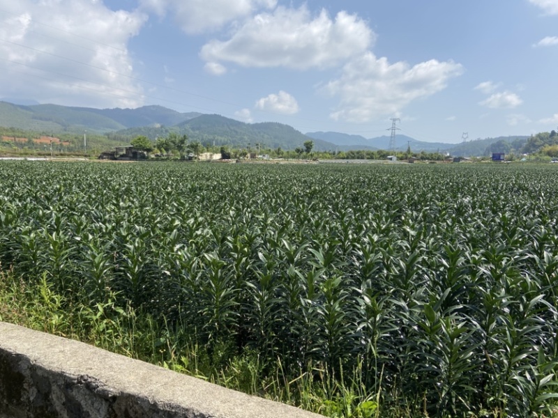 云南腾冲火山灰莲花白合