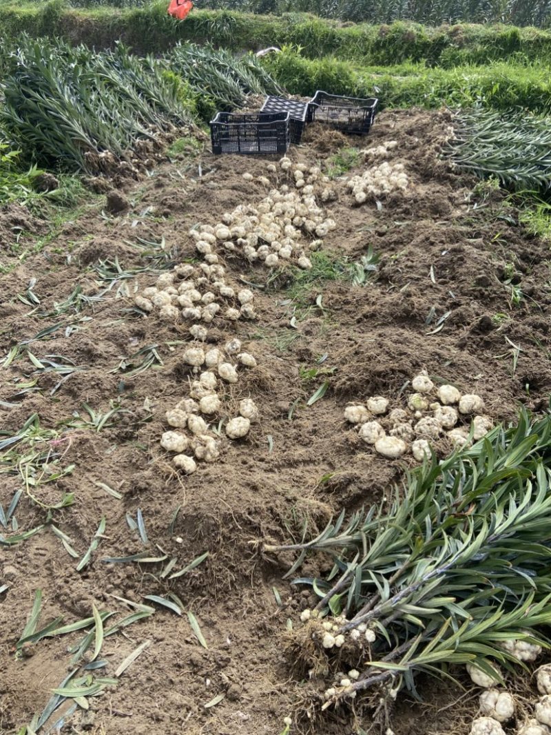 云南腾冲火山灰莲花白合