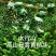 包邮【柏籽壳枕芯】柏壳枕头松柏壳子新货侧柏籽壳枕芯填充物