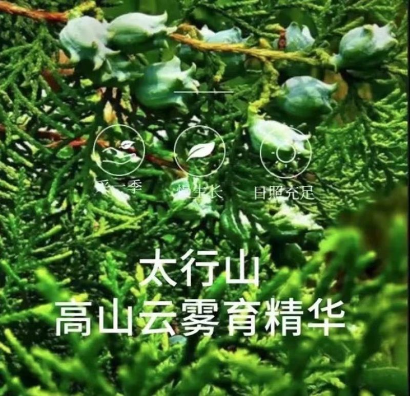 包邮【柏籽壳枕芯】柏壳枕头松柏壳子新货侧柏籽壳枕芯填充物
