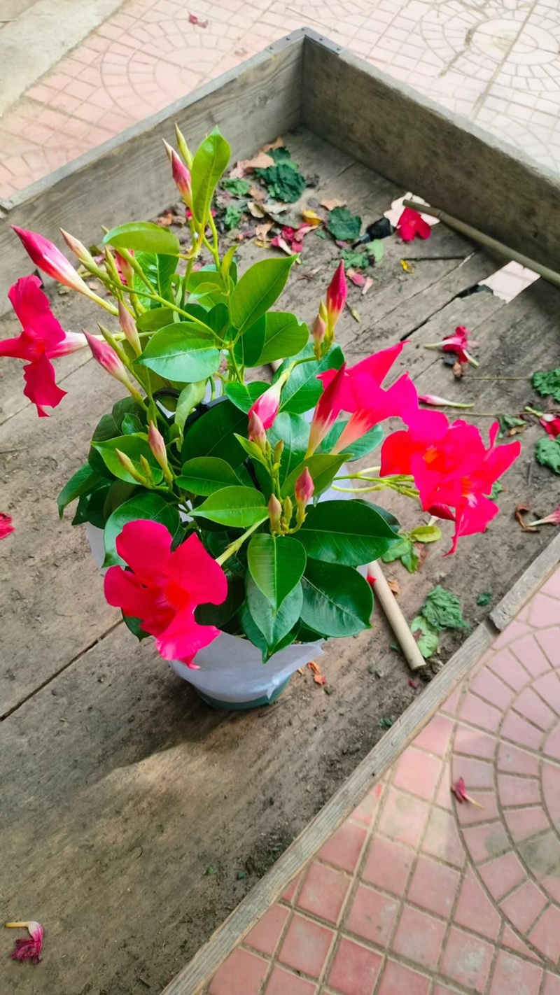 优质飘香藤！货源充足！基地直发！