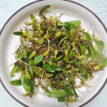 深山原生石橄榄批发，双叶大果单叶小果齐全，煲汤药膳货源足