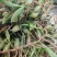 深山原生石橄榄批发，双叶大果单叶小果齐全，煲汤药膳货源足